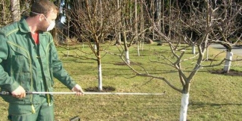 Kada i kako prskati voćke i grmlje u proljeće